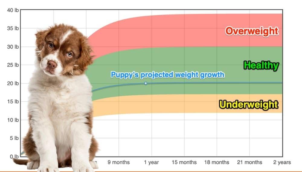 Australian Shepherd Weight+Growth Chart 2024 - How Heavy Will My